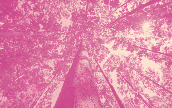 EUDR : Un tournant majeur pour les entreprises françaises et la gestion de leurs données 